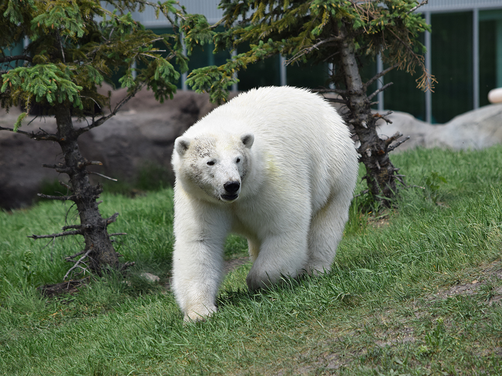 Polar Bear.JPG (811 KB)